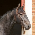 Quartzo II Interagro/Interagro Lusitanos