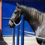 Quartzo II Interagro/Interagro Lusitanos