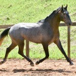 Quartzo II Interagro, Purebred Lusitano grey colt for sale. Photo: Martina Brandes