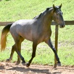 Quartzo II Interagro, Purebred Lusitano grey colt for sale. Photo: Martina Brandes