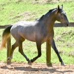 Quartzo II Interagro, Purebred Lusitano grey colt for sale. Photo: Martina Brandes