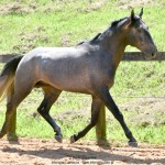 Quartzo II Interagro, Purebred Lusitano grey colt for sale. Photo: Martina Brandes