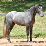 Quartzo II Interagro, Purebred Lusitano grey colt for sale. Photo: Martina Brandes