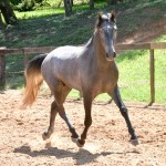 Quartzo II Interagro, Purebred Lusitano grey colt for sale. Photo: Martina Brandes