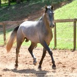 Quartzo II Interagro, Purebred Lusitano grey colt for sale. Photo: Martina Brandes