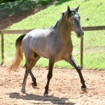 Quartzo II Interagro, Purebred Lusitano grey colt for sale. Photo: Martina Brandes