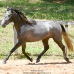 Quartzo II Interagro, Purebred Lusitano grey colt for sale. Photo: Martina Brandes