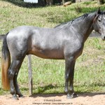 Quartzo II Interagro, Purebred Lusitano grey colt for sale. Photo: Martina Brandes