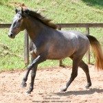 Quartzo II Interagro, Purebred Lusitano grey colt for sale. Photo: Martina Brandes