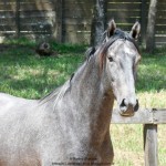 Quartzo II Interagro, Purebred Lusitano grey colt for sale. Photo: Martina Brandes