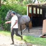 Quartzo II Interagro, Purebred Lusitano grey colt for sale. Photo: Martina Brandes