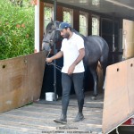 Quartzo II Interagro, Purebred Lusitano grey colt for sale. Photo: Martina Brandes