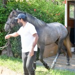 Quartzo II Interagro, Purebred Lusitano grey colt for sale. Photo: Martina Brandes