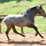 Quartzo II Interagro, Purebred Lusitano grey colt for sale. Photo: Martina Brandes