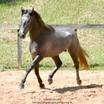 Quartzo II Interagro, Purebred Lusitano grey colt for sale. Photo: Martina Brandes