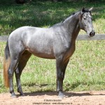 Quartzo II Interagro, Purebred Lusitano grey colt for sale. Photo: Martina Brandes