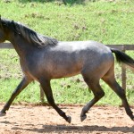 Quartzo II Interagro, Purebred Lusitano grey colt for sale. Photo: Martina Brandes