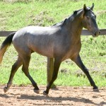 Quartzo II Interagro, Purebred Lusitano grey colt for sale. Photo: Martina Brandes