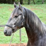 Quartzo II Interagro, Purebred Lusitano grey colt for sale. Photo: Martina Brandes
