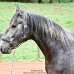 Quartzo II Interagro, Purebred Lusitano grey colt for sale. Photo: Martina Brandes