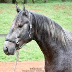 Quartzo II Interagro, Purebred Lusitano grey colt for sale. Photo: Martina Brandes
