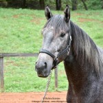 Quartzo II Interagro, Purebred Lusitano grey colt for sale. Photo: Martina Brandes