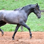 Quartzo II Interagro, Purebred Lusitano grey colt for sale. Photo: Martina Brandes