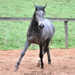 Quartzo II Interagro, Purebred Lusitano grey colt for sale. Photo: Martina Brandes