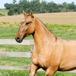 Quediva Interagro/Interagro Lusitanos