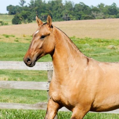 Quediva Interagro/Interagro Lusitanos