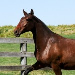 Queiroga Interagro/Interagro Lusitanos