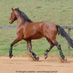Queequeg Interagro, bay Purebred Lusitano gelding for sale/Interagro Lusitanos
