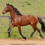Queequeg Interagro, bay Purebred Lusitano gelding for sale/Interagro Lusitanos