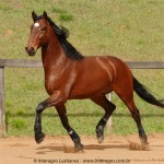 Queequeg Interagro, bay Purebred Lusitano gelding for sale/Interagro Lusitanos