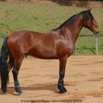 Queequeg Interagro, bay Purebred Lusitano gelding for sale/Interagro Lusitanos