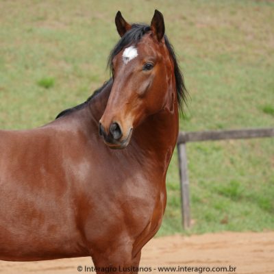 Queequeg Interagro, bay Purebred Lusitano gelding for sale/Interagro Lusitanos