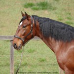 Queequeg Interagro, bay Purebred Lusitano gelding for sale/Interagro Lusitanos