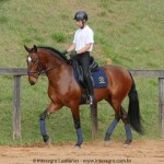Queequeg Interagro, bay Purebred Lusitano gelding for sale/Interagro Lusitanos