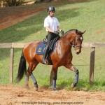 Queequeg Interagro, bay Purebred Lusitano gelding for sale/Interagro Lusitanos