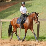 Queequeg Interagro, bay Purebred Lusitano gelding for sale/Interagro Lusitanos