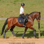 Queequeg Interagro, bay Purebred Lusitano gelding for sale/Interagro Lusitanos