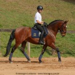 Queequeg Interagro, bay Purebred Lusitano gelding for sale/Interagro Lusitanos