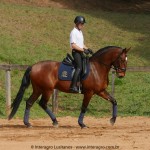 Queequeg Interagro, bay Purebred Lusitano gelding for sale/Interagro Lusitanos