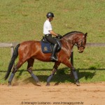 Queequeg Interagro, bay Purebred Lusitano gelding for sale/Interagro Lusitanos