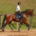 Queequeg Interagro, bay Purebred Lusitano gelding for sale/Interagro Lusitanos