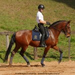 Queequeg Interagro, bay Purebred Lusitano gelding for sale/Interagro Lusitanos