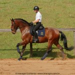 Queequeg Interagro, bay Purebred Lusitano gelding for sale/Interagro Lusitanos