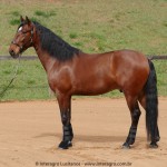 Queequeg Interagro, bay Purebred Lusitano gelding for sale/Interagro Lusitanos