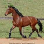 Queequeg Interagro, bay Purebred Lusitano gelding for sale/Interagro Lusitanos