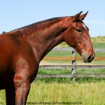 Quercina Interagro/Interagro Lusitanos